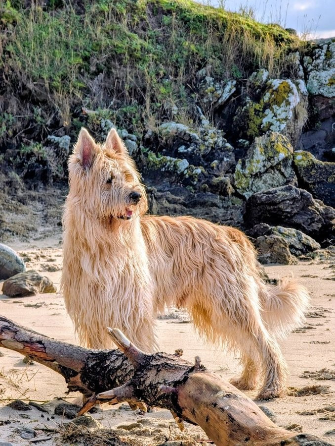 CH. Torito du domaine de sursaint