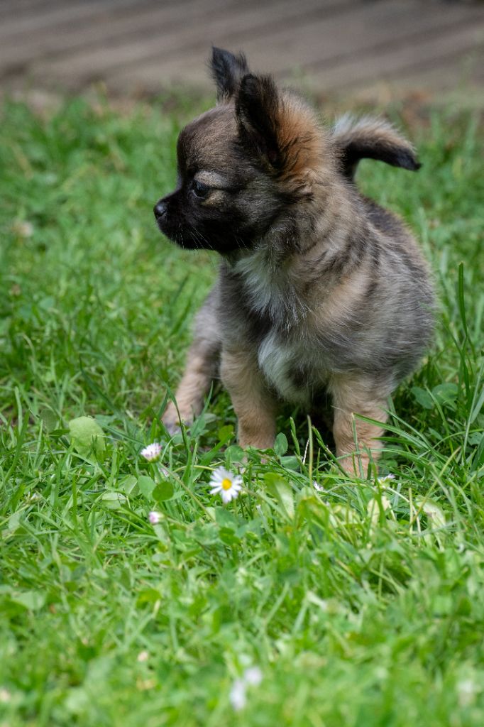 de la Ville Piriou - Chiots disponibles - Chihuahua