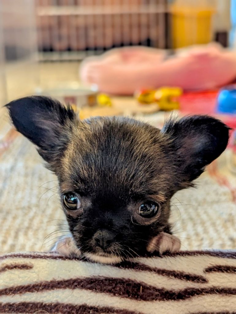 de la Ville Piriou - Chiots disponibles - Chihuahua