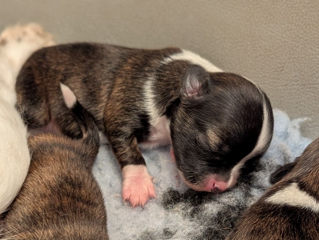 de la Ville Piriou - Chiots disponibles - Chihuahua