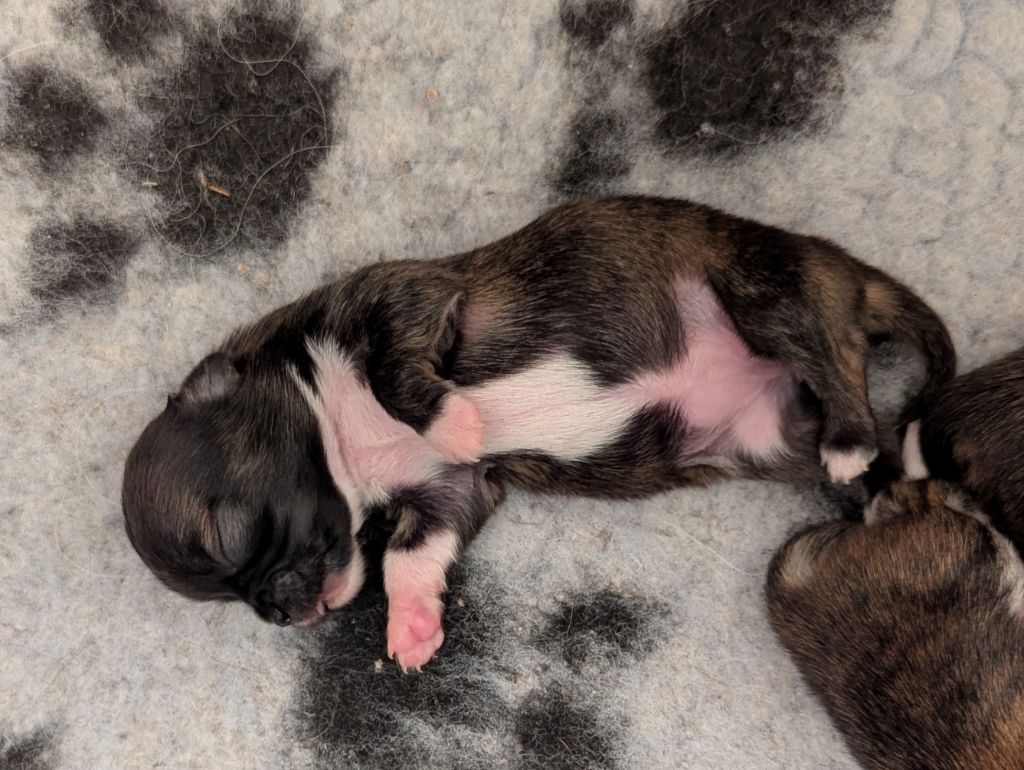 de la Ville Piriou - Chiots disponibles - Chihuahua