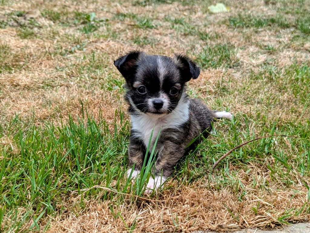 de la Ville Piriou - Chiots disponibles - Chihuahua