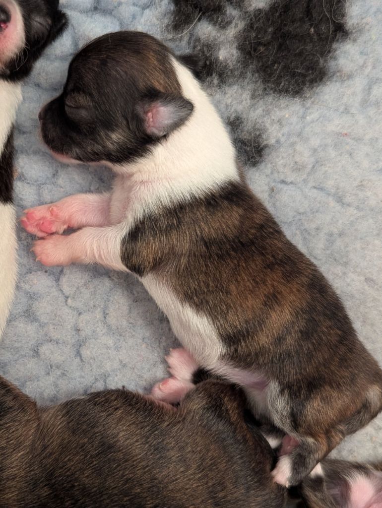 de la Ville Piriou - Chiots disponibles - Chihuahua
