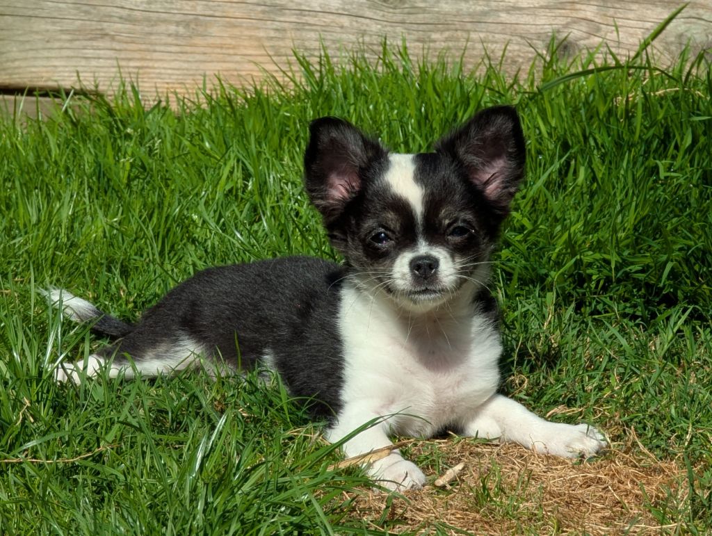 de la Ville Piriou - Chiots disponibles - Chihuahua