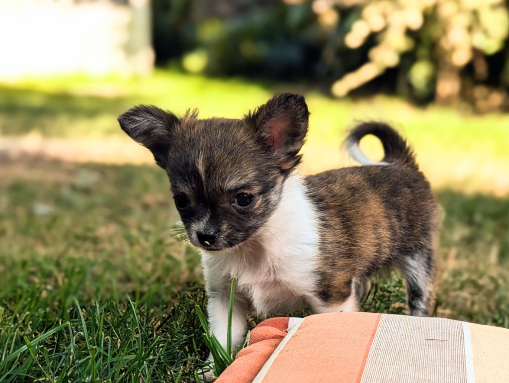 de la Ville Piriou - Chiots disponibles - Chihuahua