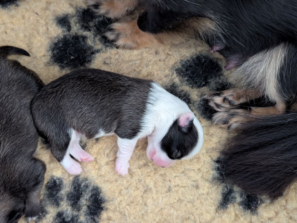 de la Ville Piriou - Chiots disponibles - Chihuahua
