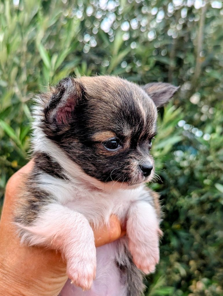 de la Ville Piriou - Chiots disponibles - Chihuahua