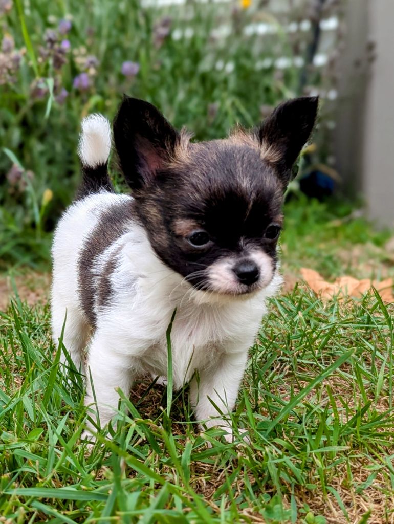 de la Ville Piriou - Chiots disponibles - Chihuahua