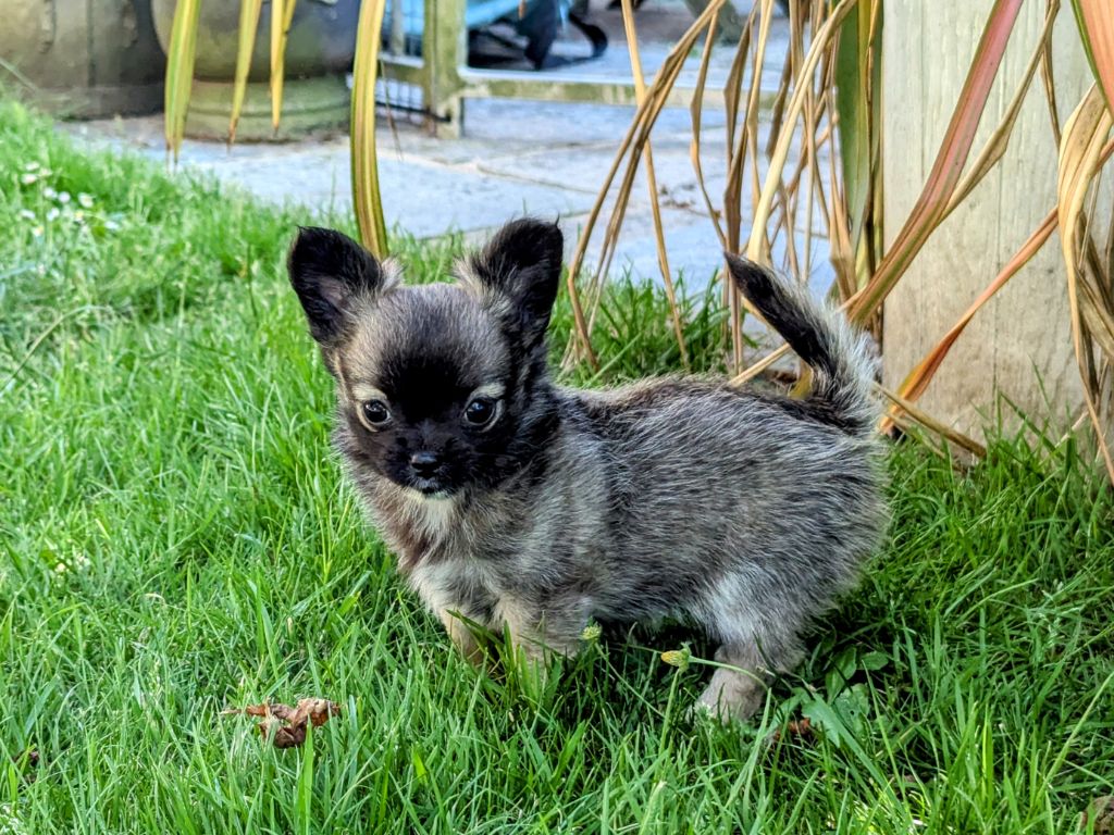 de la Ville Piriou - Chiots disponibles - Chihuahua