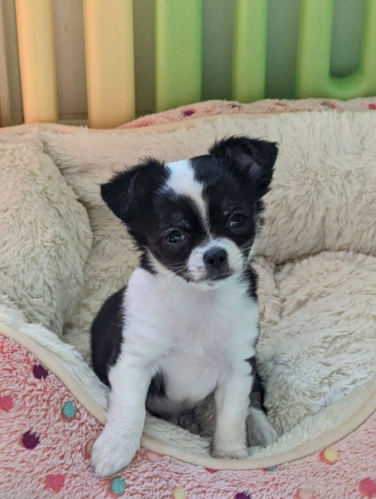 de la Ville Piriou - Chiots disponibles - Chihuahua