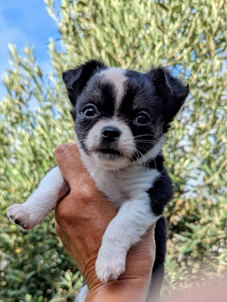 de la Ville Piriou - Chiots disponibles - Chihuahua