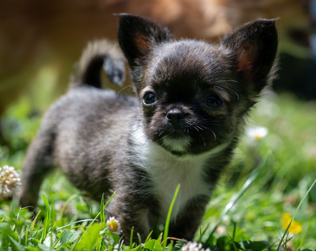 de la Ville Piriou - Chiots disponibles - Chihuahua
