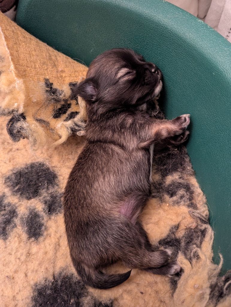 de la Ville Piriou - Chiots disponibles - Chihuahua